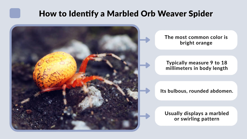 How to Identify a Marbled Orb Weaver Spider