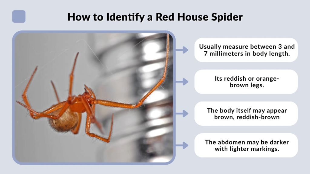 How to Identify a Red House Spider