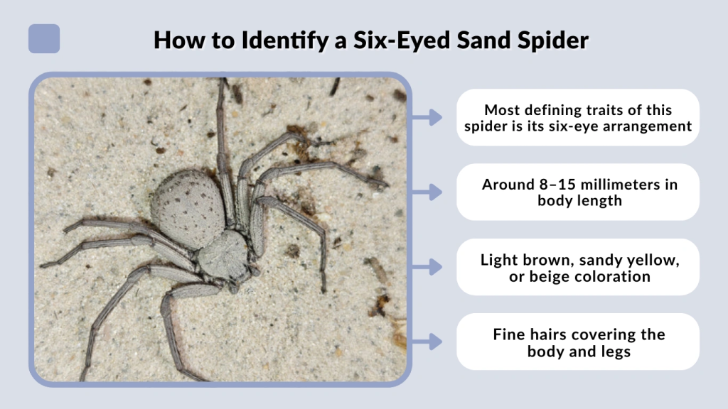 How to Identify a Six-Eyed Sand Spider