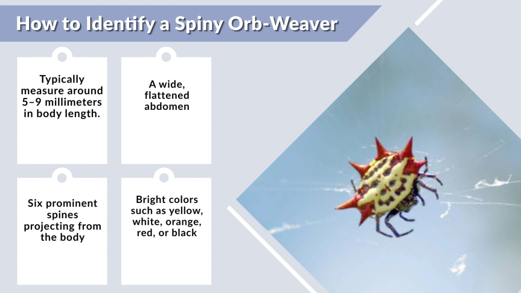 How to Identify a Spiny Orb-Weaver