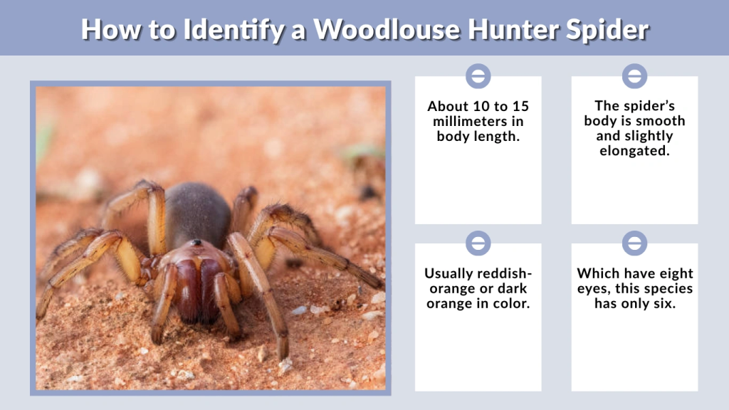 How to Identify a Woodlouse Hunter Spider