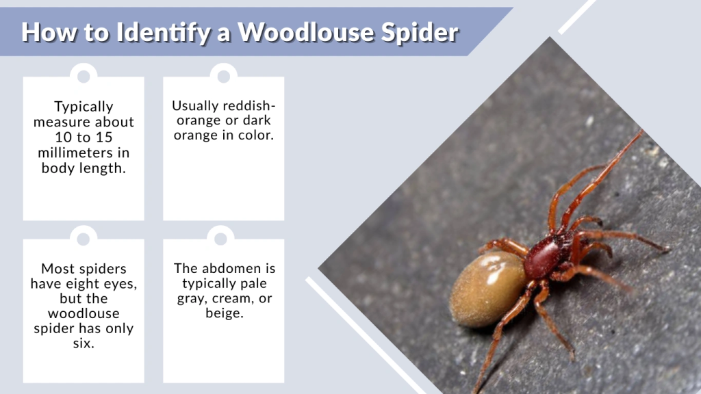 How to Identify a Woodlouse Spider