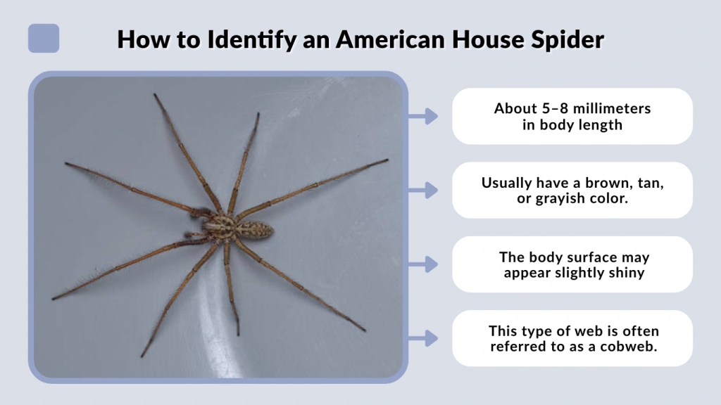 How to Identify an American House Spider