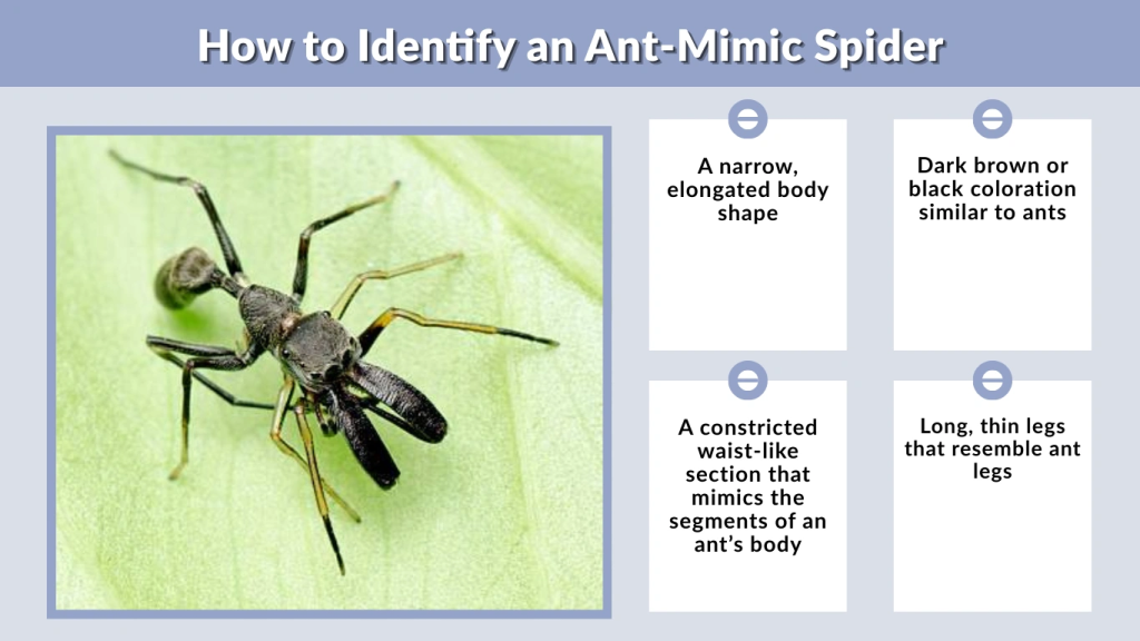 How to Identify an Ant-Mimic Spider