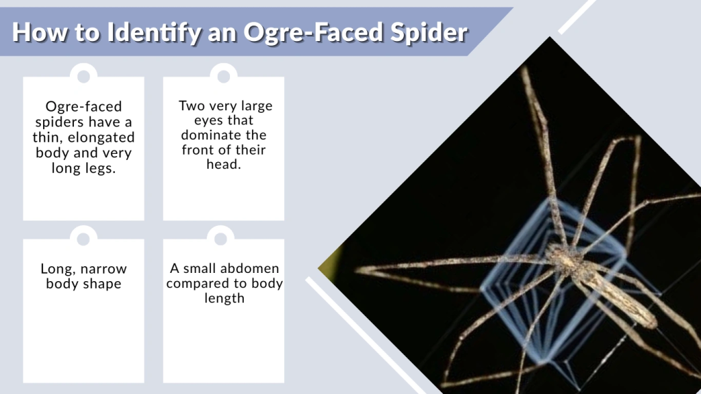 How to Identify an Ogre-Faced Spider