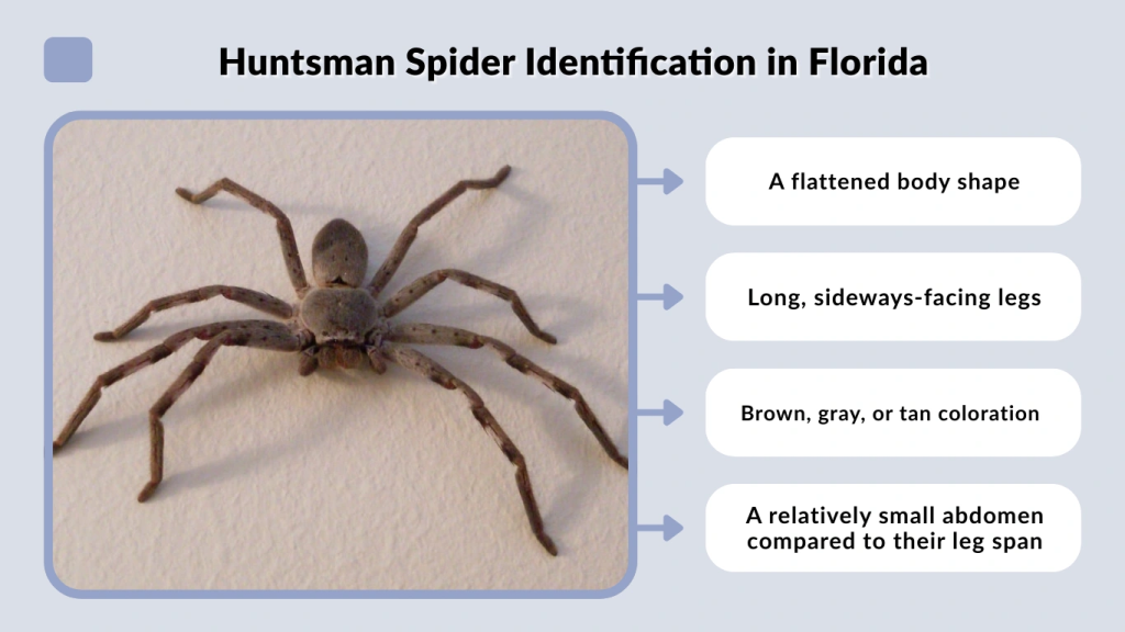Huntsman Spider Identification in Florida