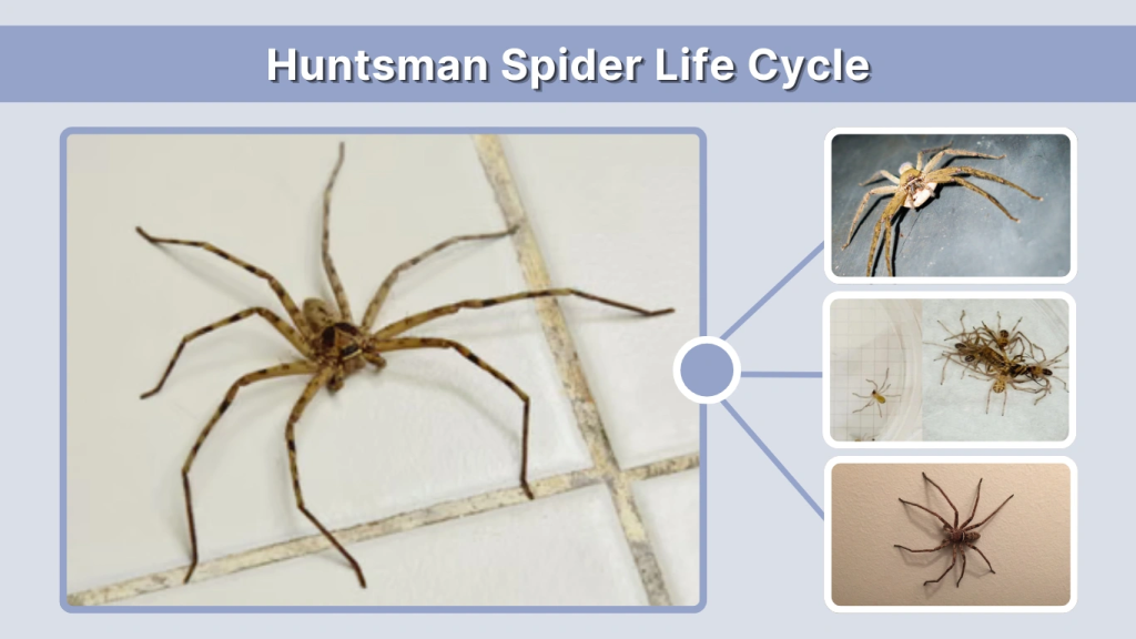 Huntsman Spider Life Cycle