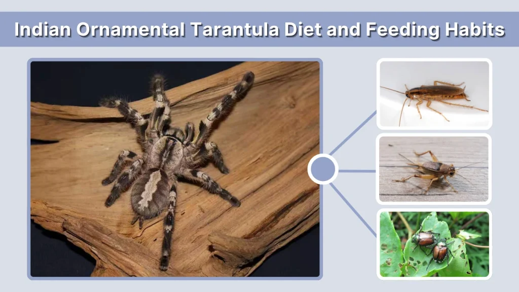 Indian Ornamental Tarantula Diet and Feeding Habits