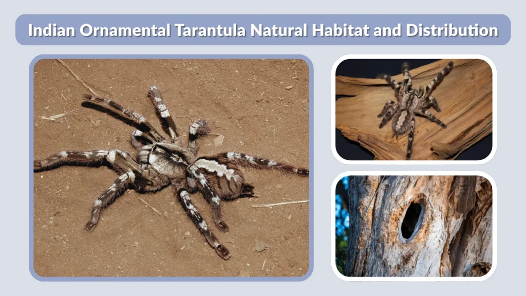 Indian Ornamental Tarantula Natural Habitat and Distribution