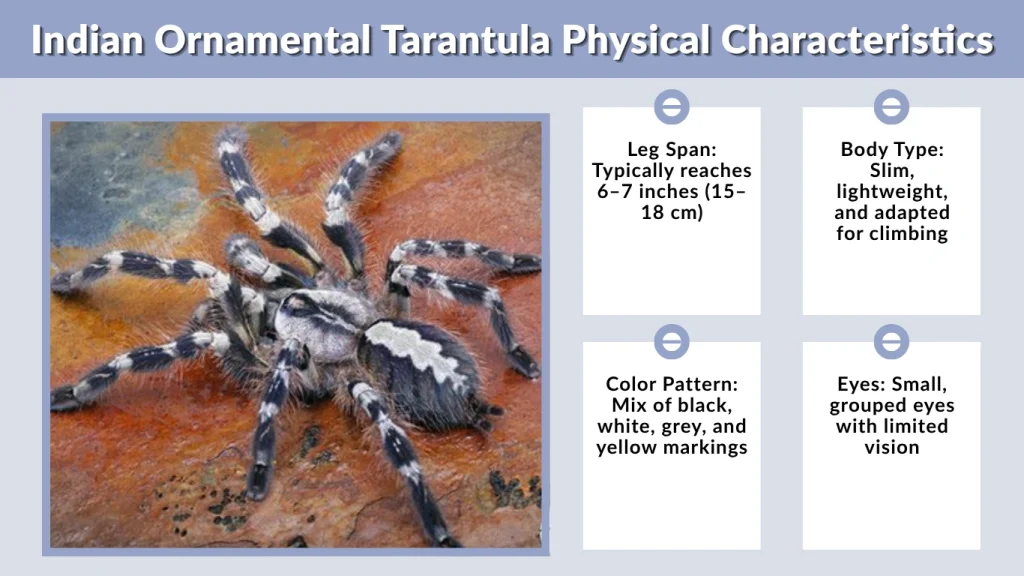 Indian Ornamental Tarantula Physical Characteristics