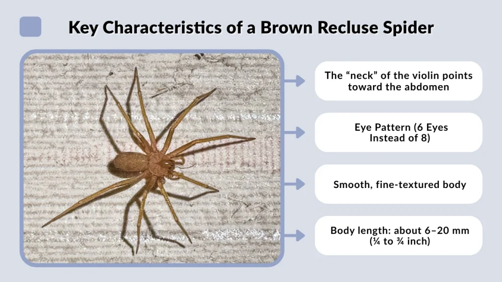 Key Characteristics of a Brown Recluse Spider