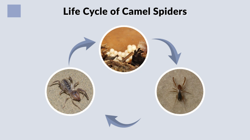 Life Cycle of Camel Spiders