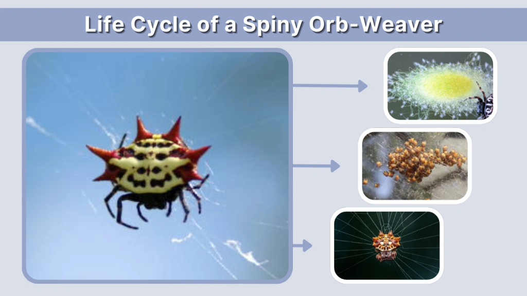Life Cycle of a Spiny Orb-Weaver