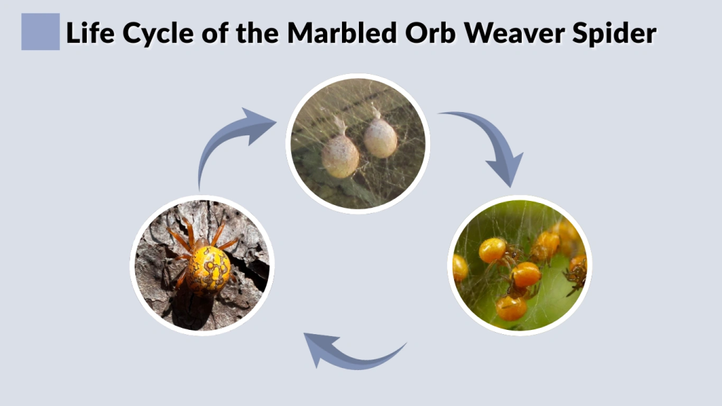 Life Cycle of the Marbled Orb Weaver Spider