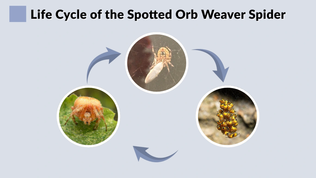 Life Cycle of the Spotted Orb Weaver Spider