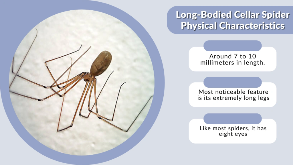 Long-Bodied Cellar Spider Physical Characteristics