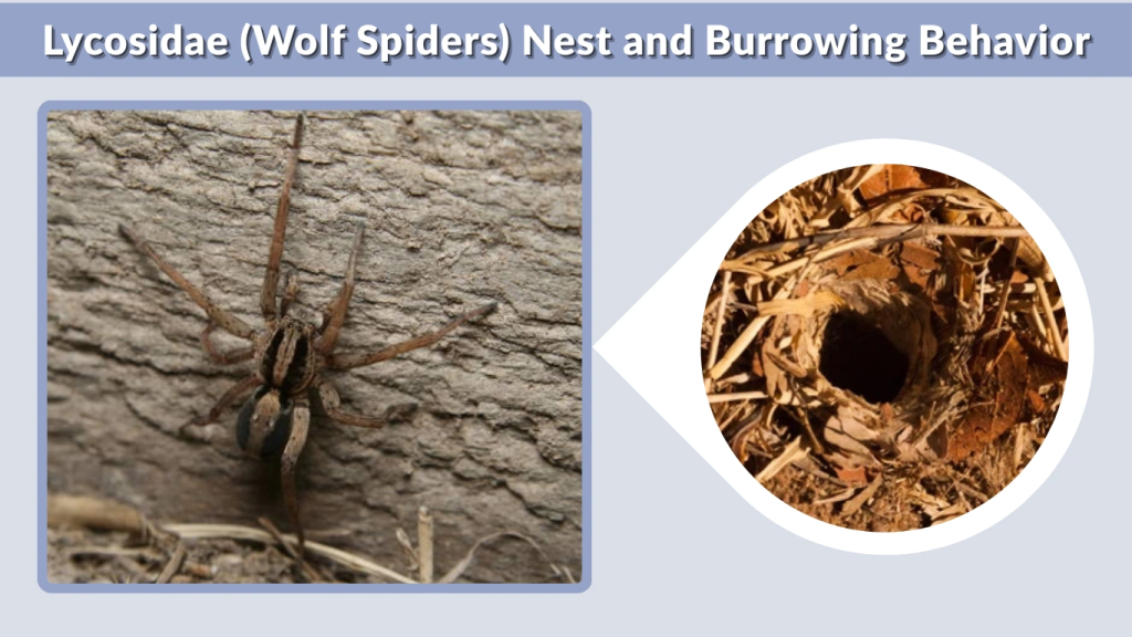 Lycosidae (Wolf Spiders) Nest and Burrowing Behavior