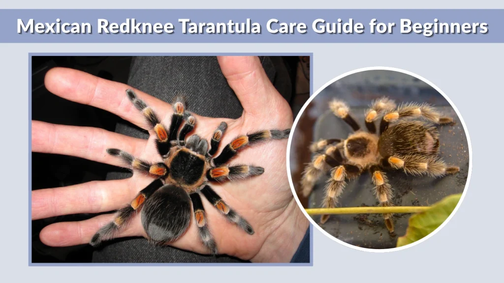 Mexican Redknee Tarantula Care Guide for Beginners
