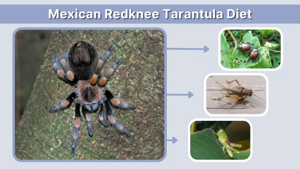 Mexican Redknee Tarantula Diet