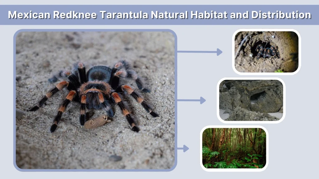 Mexican Redknee Tarantula Natural Habitat and Distribution