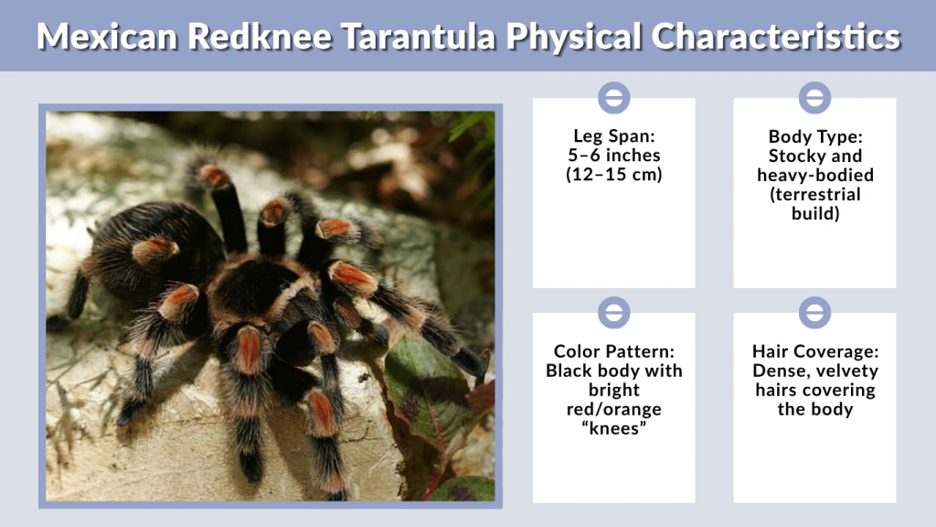 Mexican Redknee Tarantula Physical Characteristics