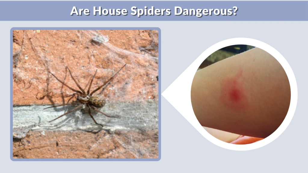 Are House Spiders Dangerous?