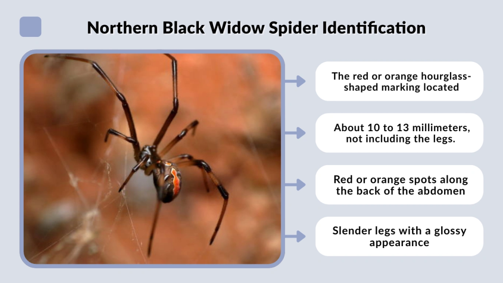 Northern Black Widow Spider Identification