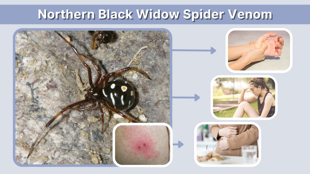 Northern Black Widow Spider Venom