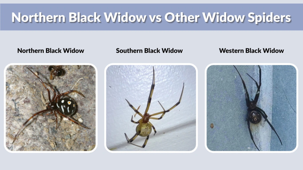 Northern Black Widow vs Other Widow Spiders