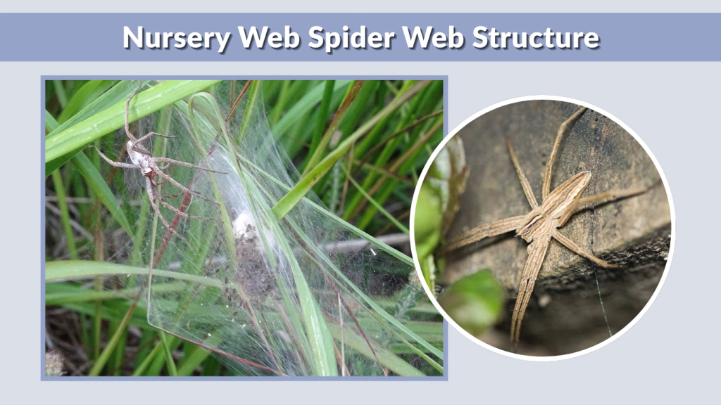 Nursery Web Spider Web Structure