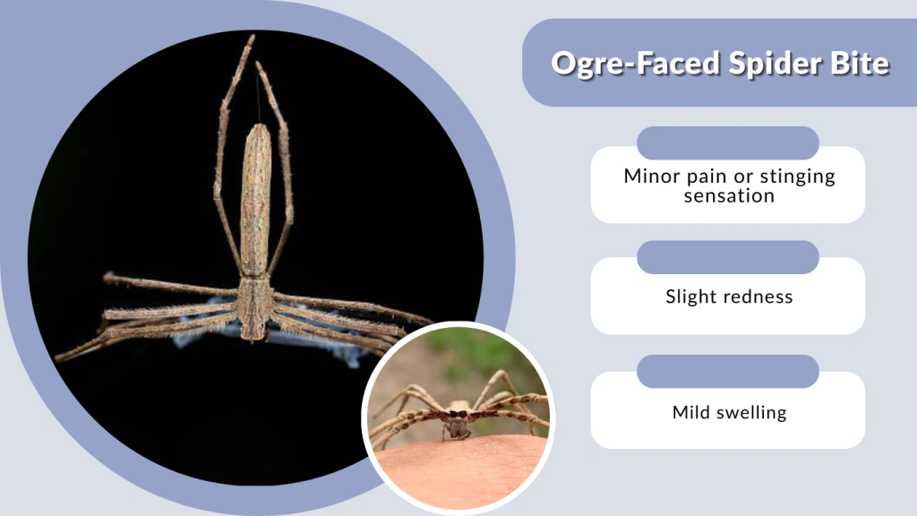 Ogre-Faced Spider Bite
