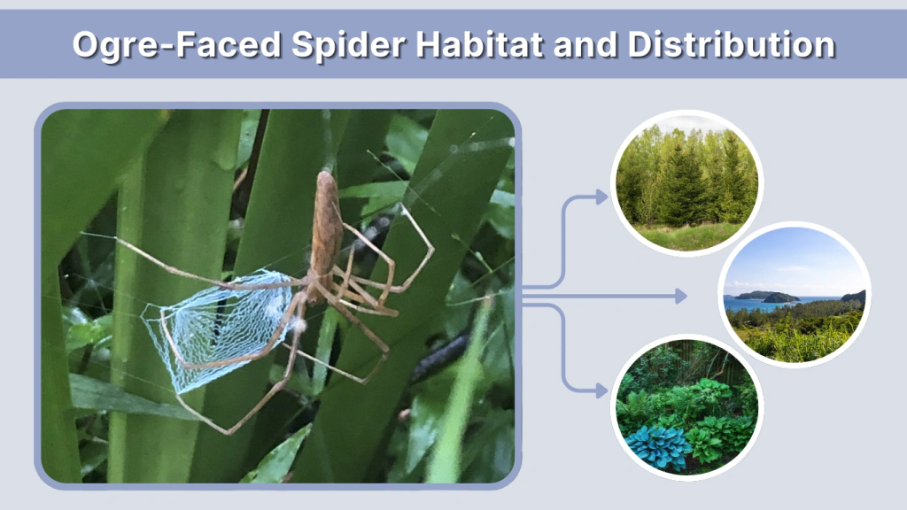 Ogre-Faced Spider Habitat and Distribution
