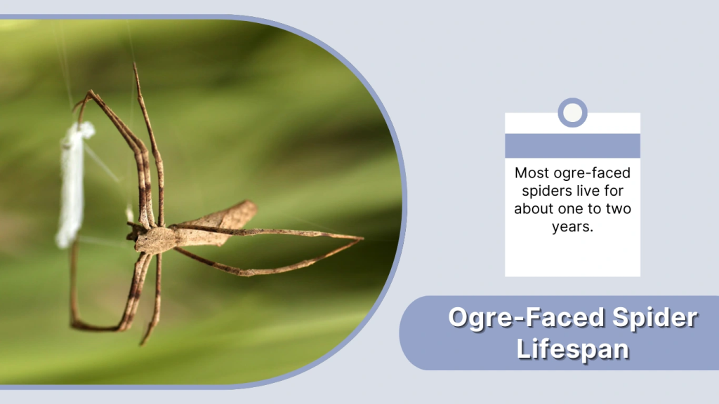 Ogre-Faced Spider Lifespan
