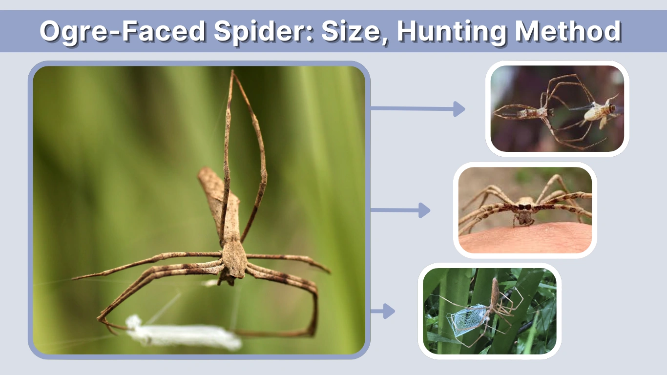 Ogre-Faced Spider Size, Hunting Method & Fascinating Facts