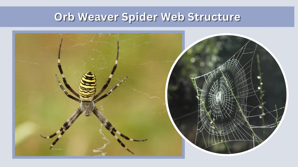 Orb Weaver Spider Web Structure