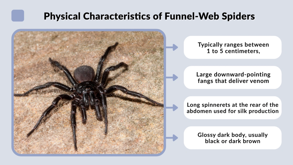 Physical Characteristics of Funnel-Web Spiders
