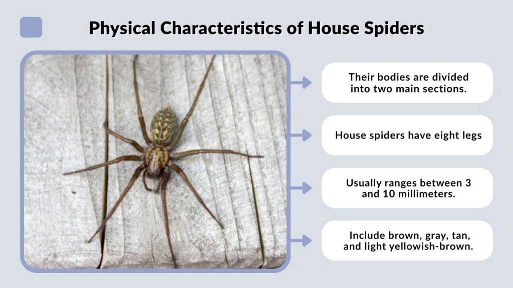 Physical Characteristics of House Spiders