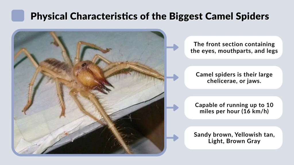 Physical Characteristics of the Biggest Camel Spiders