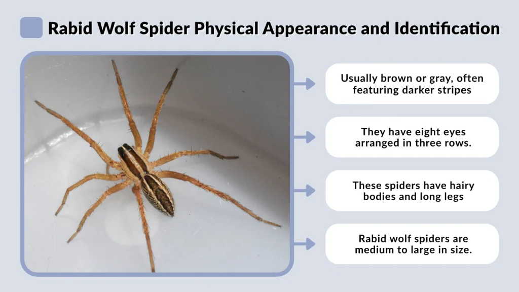 Rabid Wolf Spider Physical Appearance and Identification