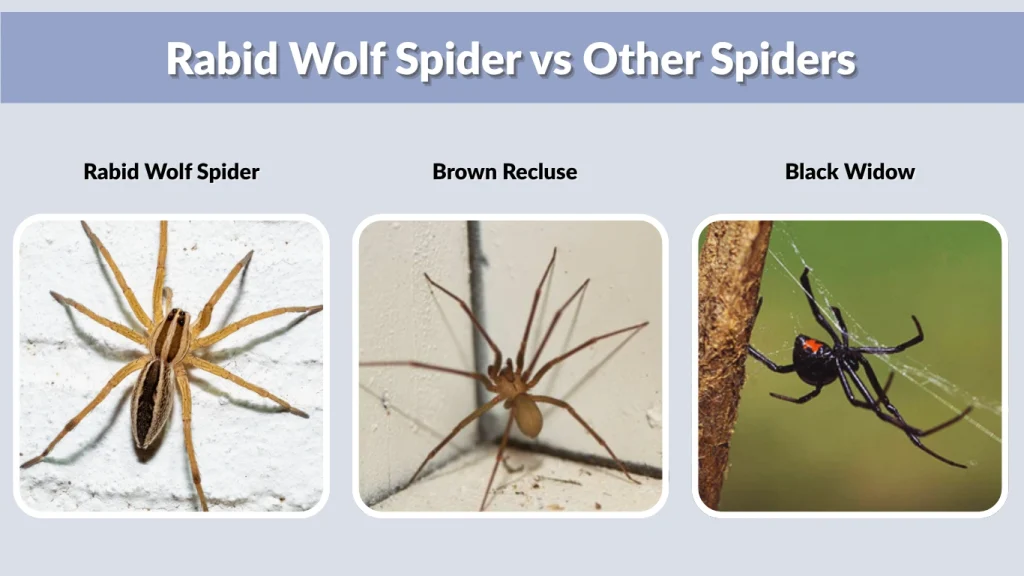 Rabid Wolf Spider vs Other Spiders