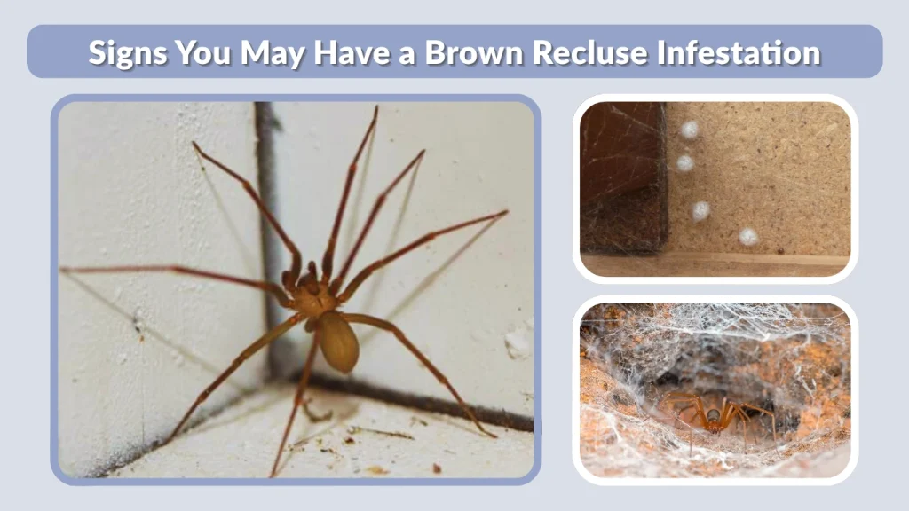 Signs You May Have a Brown Recluse Infestation