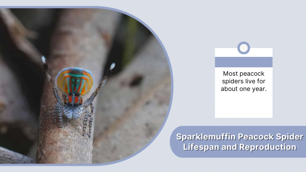 Sparklemuffin Peacock Spider Lifespan and Reproduction