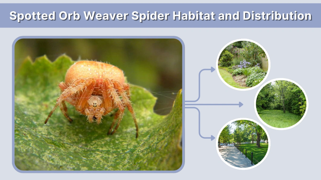 Spotted Orb Weaver Spider Habitat and Distribution