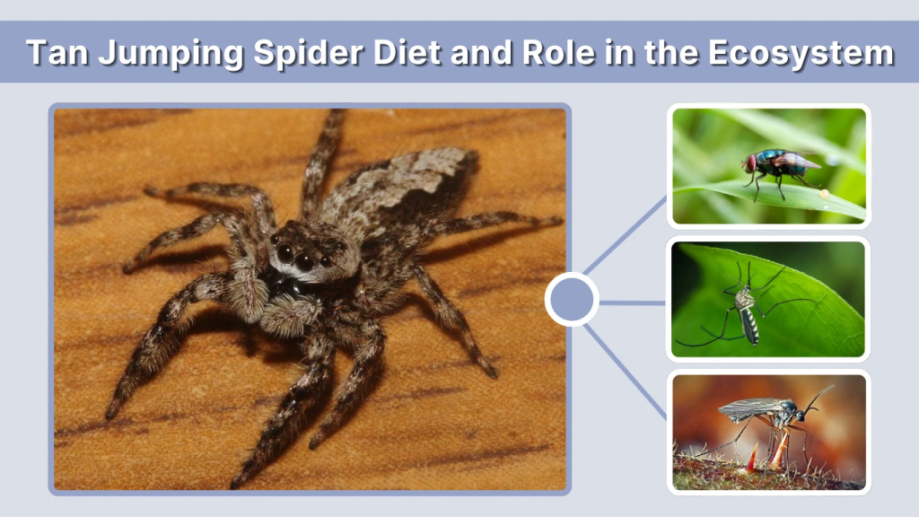 Tan Jumping Spider Diet and Role in the Ecosystem