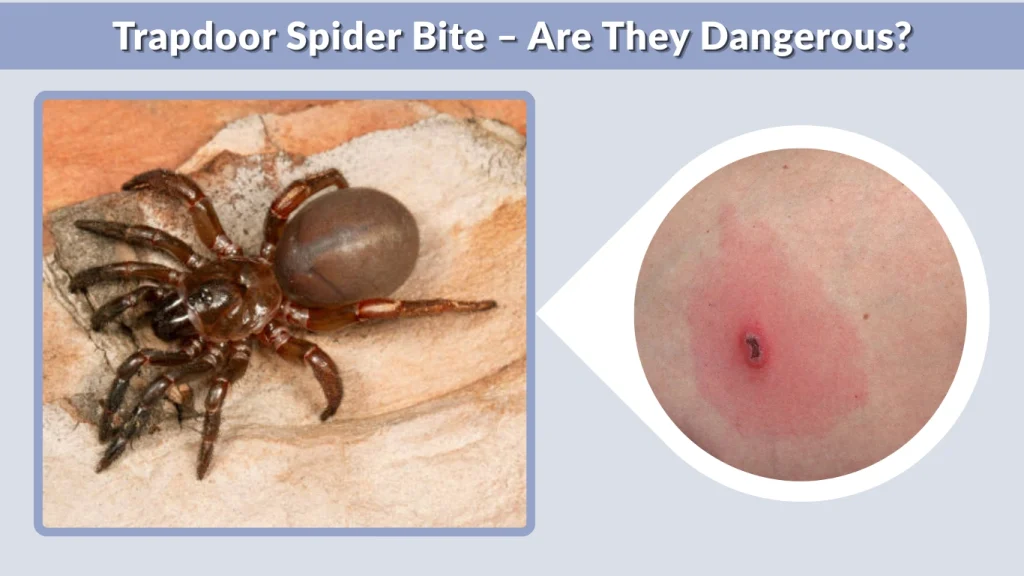 Trapdoor Spider Bite – Are They Dangerous