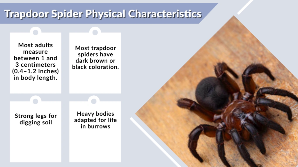 Trapdoor Spider Physical Characteristics