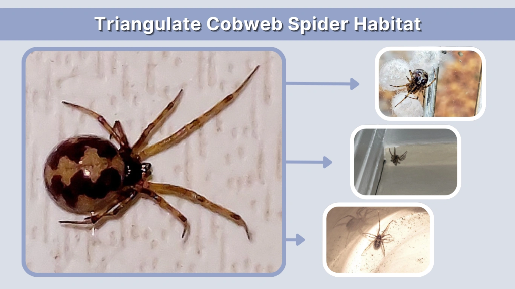 Triangulate Cobweb Spider Habitat