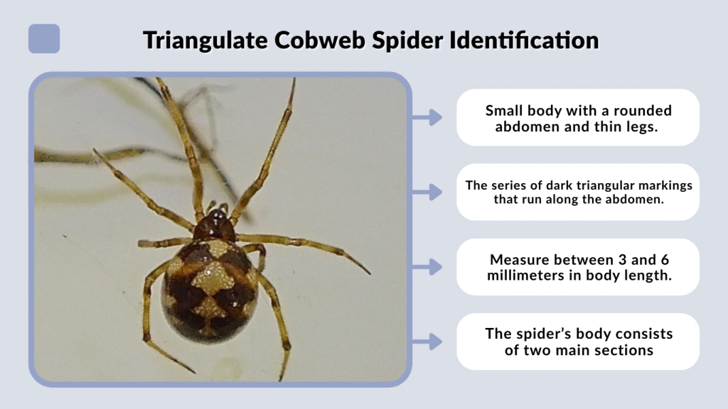 Triangulate Cobweb Spider Identification