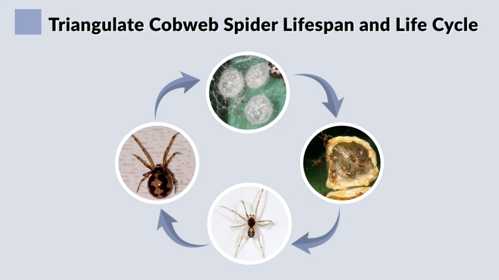 Triangulate Cobweb Spider Lifespan and Life Cycle