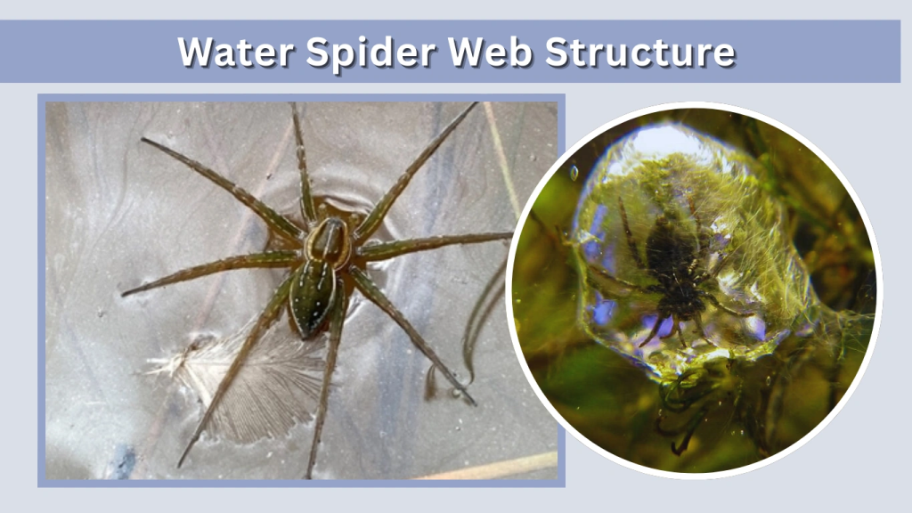 Water Spider Web Structure